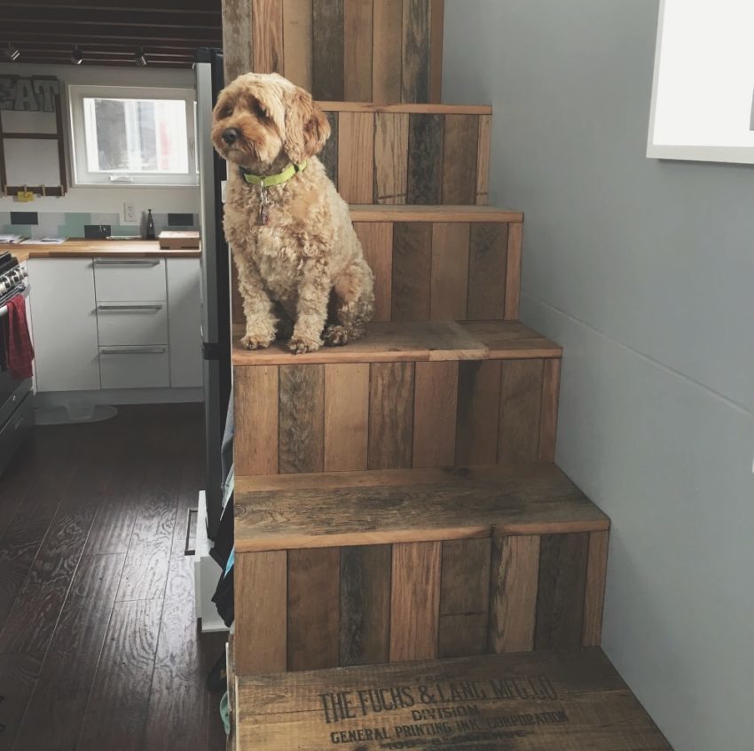 expedition stairs featuring dog